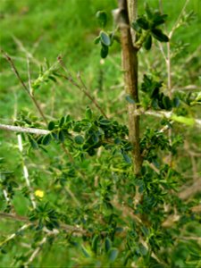 Adenocarpus complicatus (L.) J.Gay, 1836