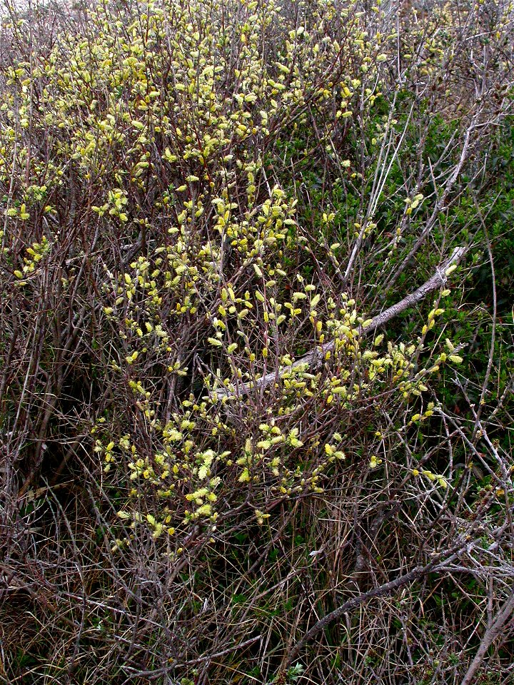 Salix repens var. dunensis (Rouy) P.Fourn., 1935