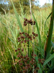 Cladium mariscus (L.) Pohl, 1809
