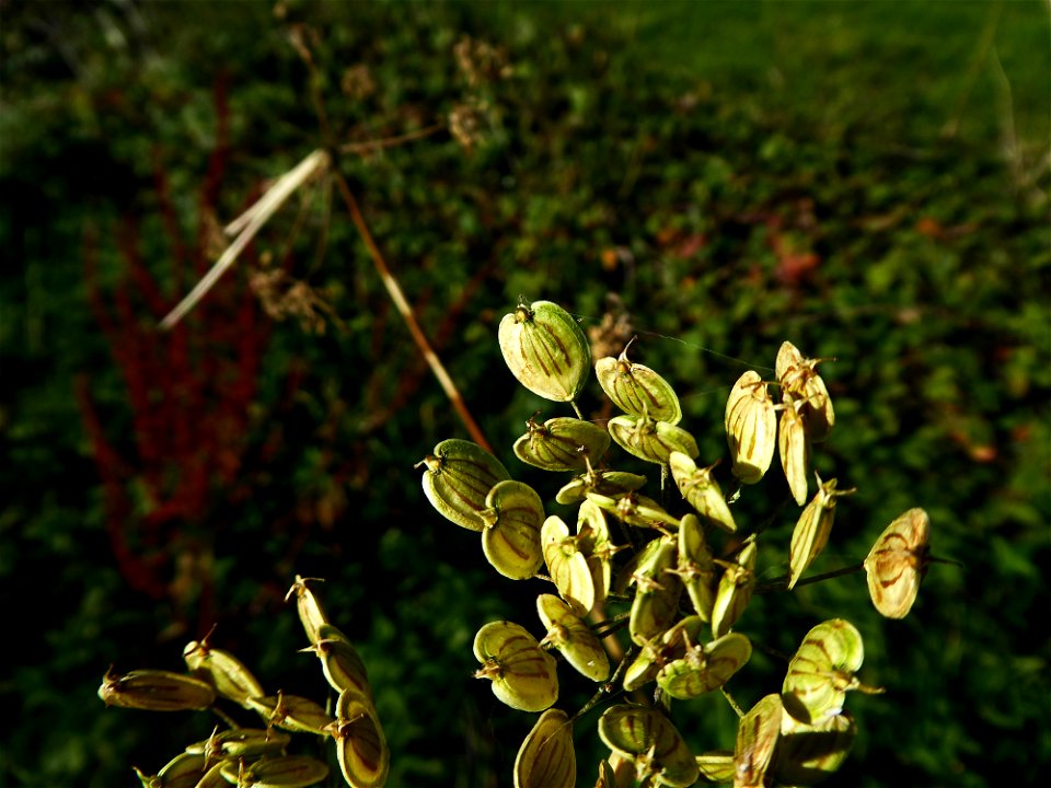 Heracleum sphondylium L., 1753