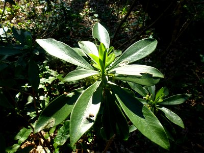 Daphne laureola L., 1753