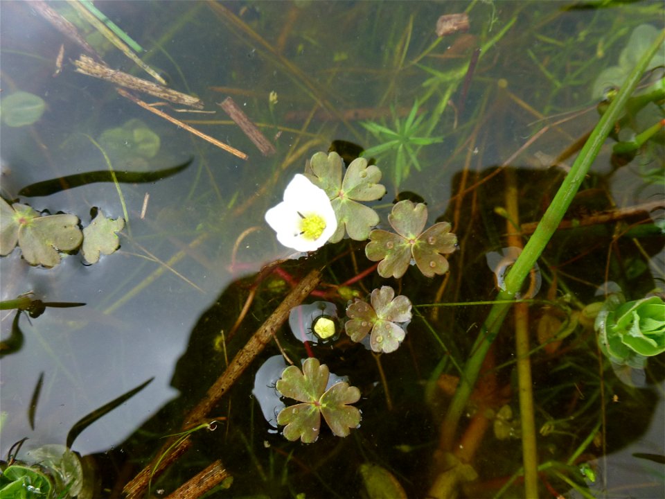 Ranunculus ololeucos J.Lloyd, 1844
