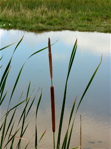 Typha angustifolia L., 1753