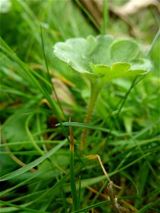 Saxifraga granulata L., 1753 photo