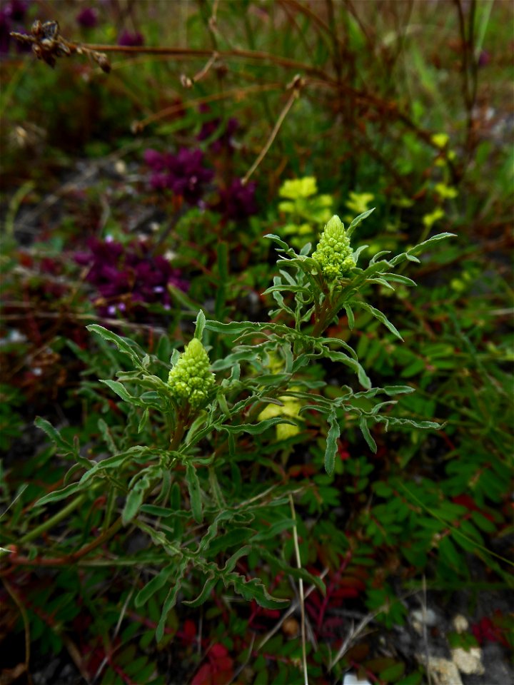 Reseda lutea L., 1753