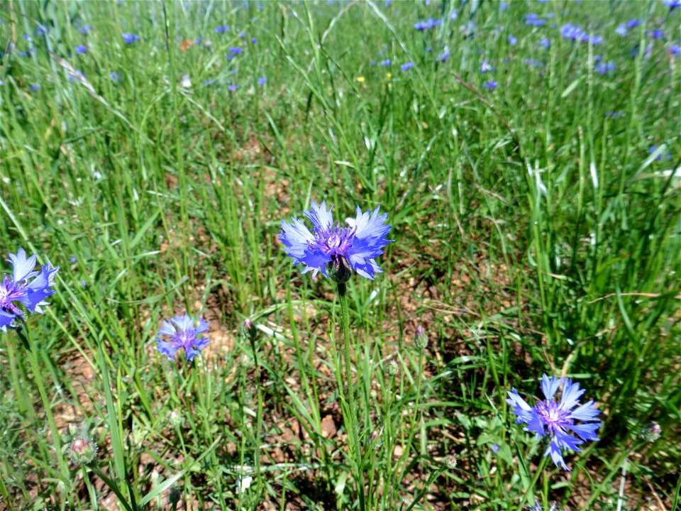 Cyanus segetum Hill, 1762