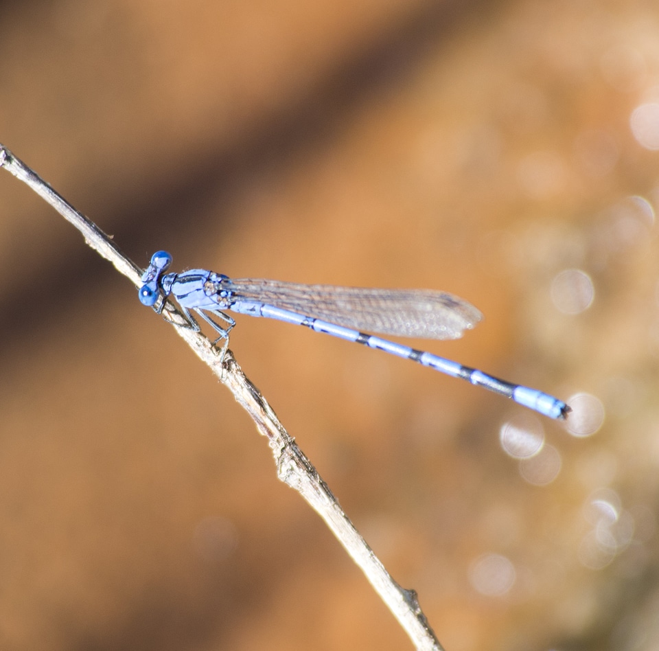 Dragonfly in the nature