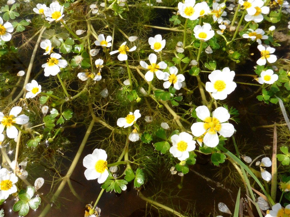 Ranunculus peltatus subsp. baudotii (Godr.) Meikle ex C.D.K.Cook, 1984