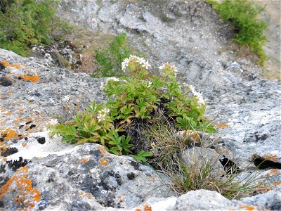 Potentilla caulescens subsp. petiolulata (Gaudin) Nyman, 1878