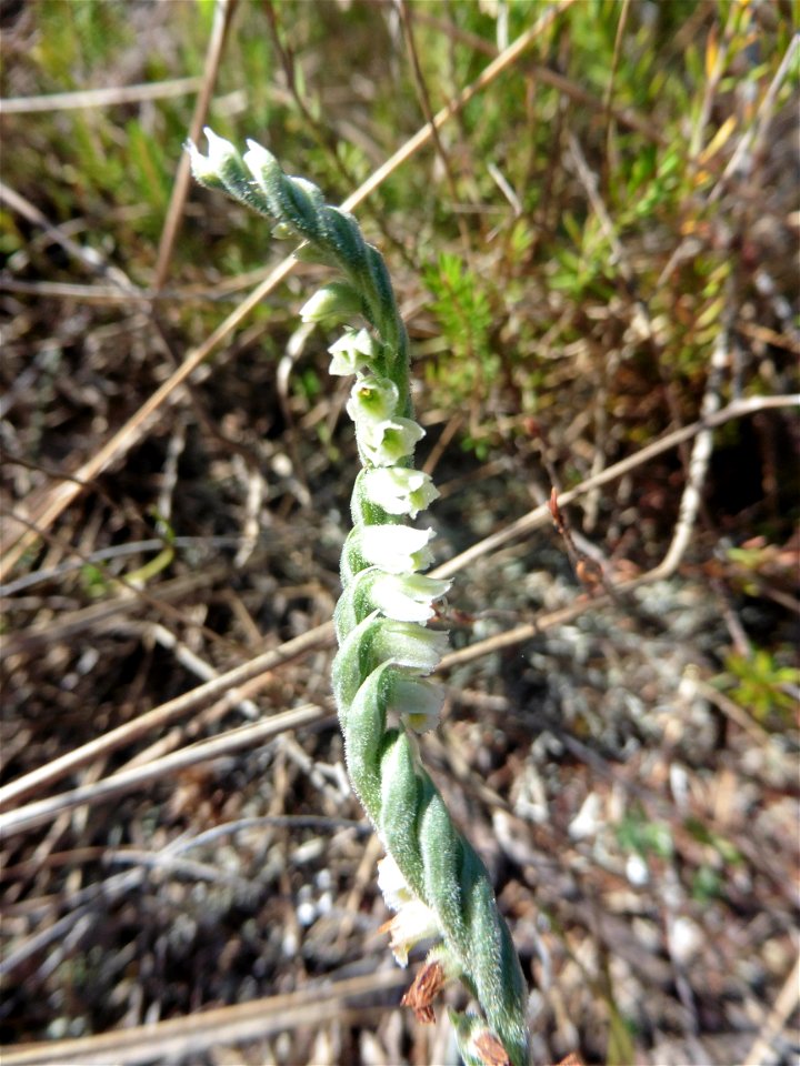 Spiranthes spiralis (L.) Chevall., 1827