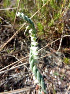 Spiranthes spiralis (L.) Chevall., 1827