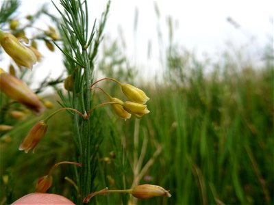 Asparagus officinalis subsp. officinalis L., 1753