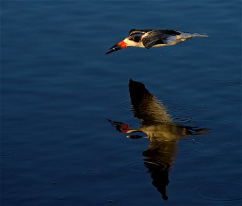 Black Skimmer-StM-NWR-107734
