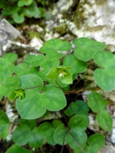 Anemone hepatica L., 1753