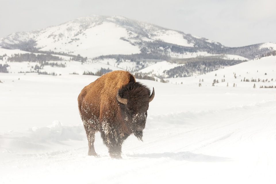 A bull bison standing in the road on a windy day