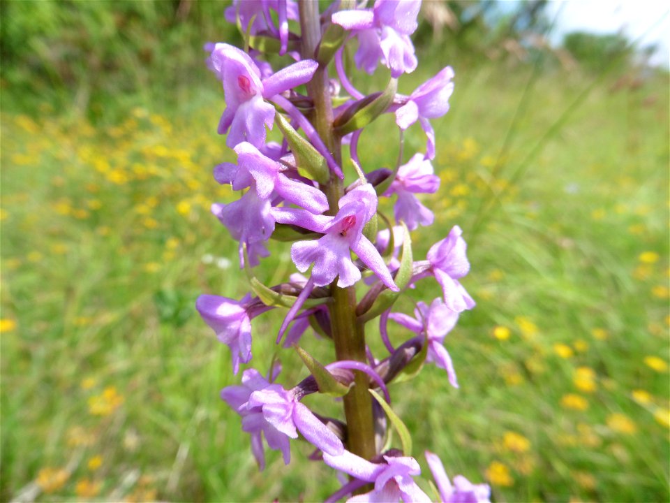 Gymnadenia conopsea (L.) R.Br., 1813