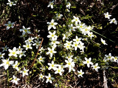 Arenaria montana L., 1755