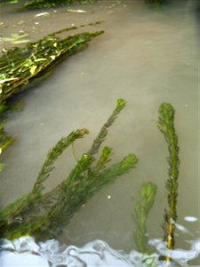 Myriophyllum spicatum L., 1753