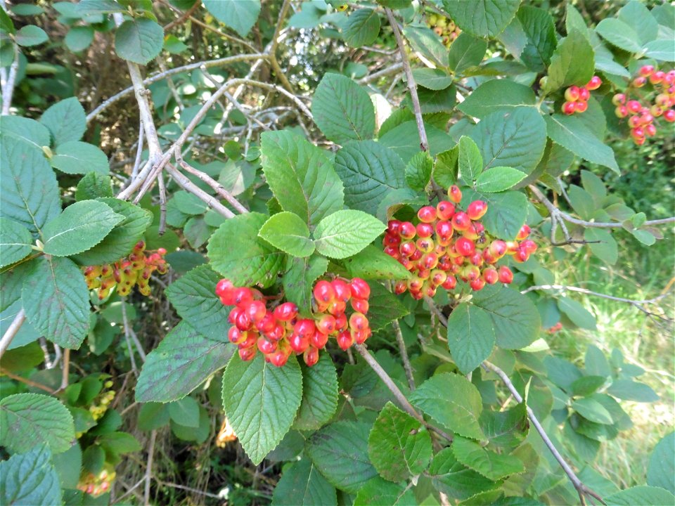 Viburnum lantana L., 1753