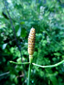 Equisetum ramosissimum Desf., 1799