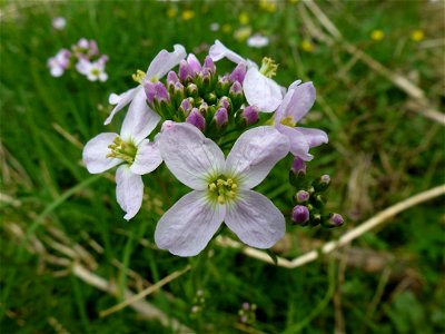 Cardamine pratensis L., 1753