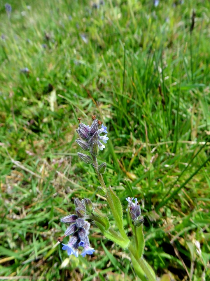 Myosotis discolor Pers., 1797