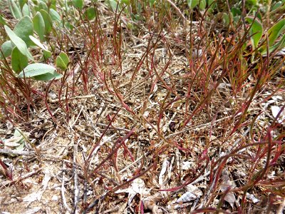 Parapholis incurva (L.) C.E.Hubb., 1946