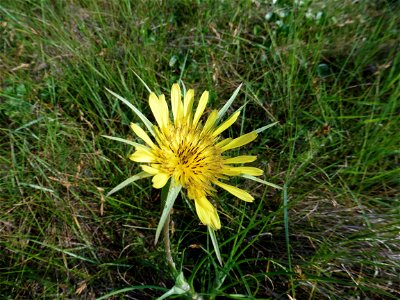 Tragopogon dubius Scop., 1772