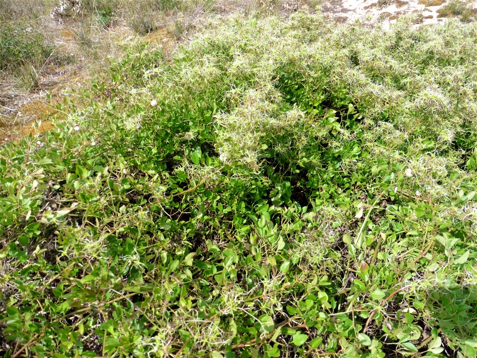 Clematis flammula L., 1753