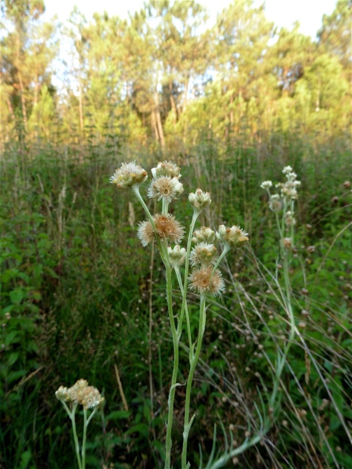 Laphangium luteoalbum (L.) Tzvelev, 1994