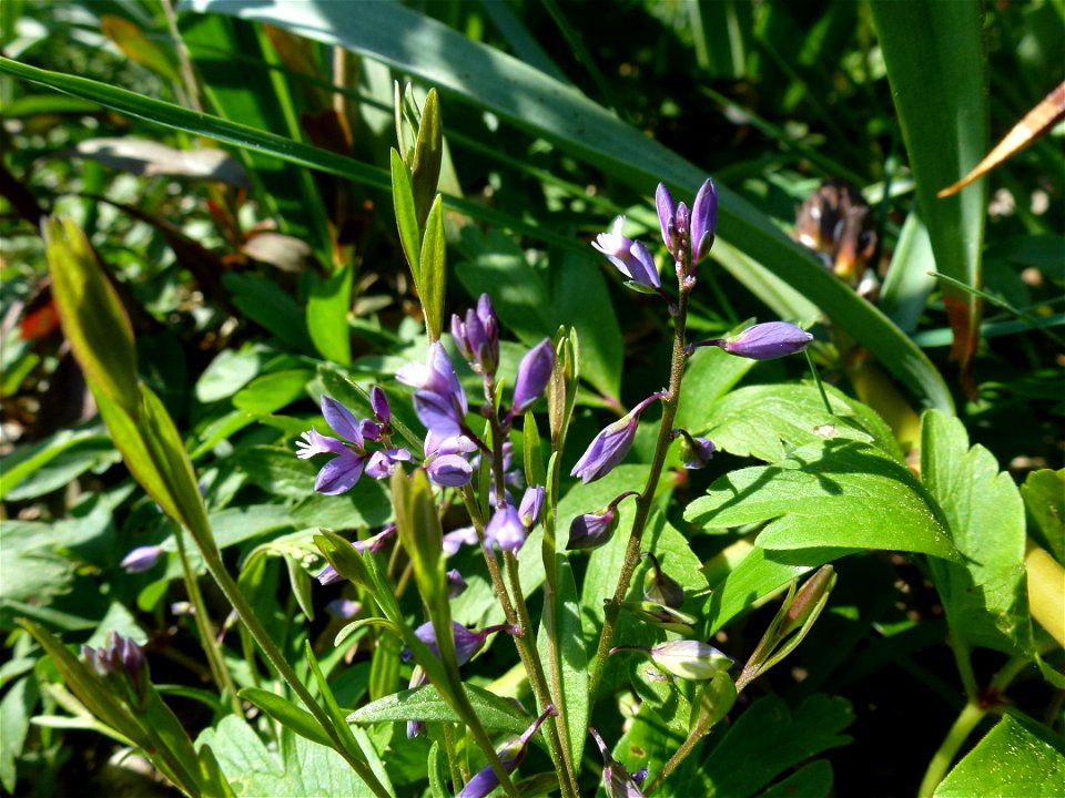 Polygala serpyllifolia Hose, 1797
