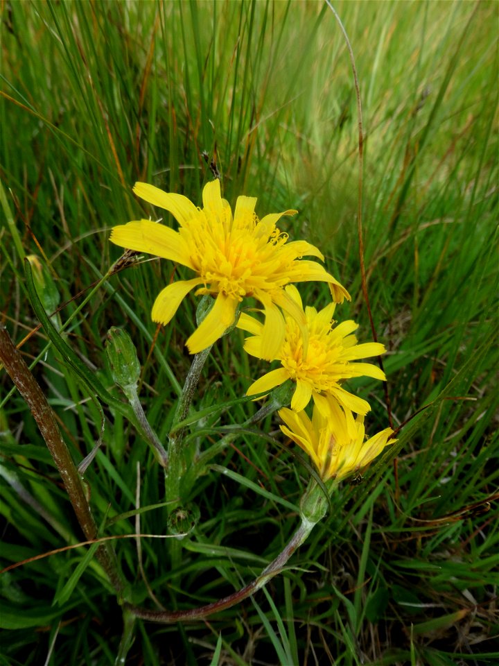 Scorzonera humilis L., 1753