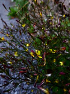Lactuca muralis (L.) Gaertn., 1791