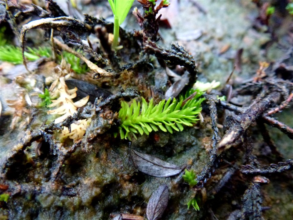 Lycopodiella inundata (L.) Holub, 1964