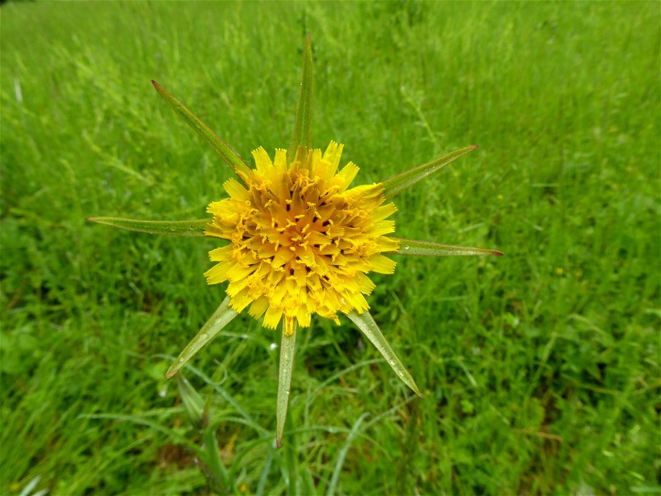 Tragopogon pratensis subsp. minor (Mill.) Hartm., 1846