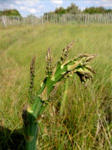 Asparagus officinalis subsp. officinalis L., 1753