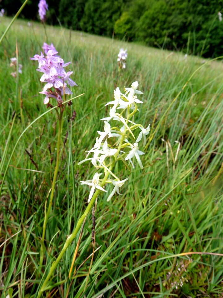 Platanthera bifolia (L.) Rich., 1817