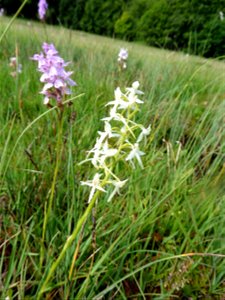 Platanthera bifolia (L.) Rich., 1817