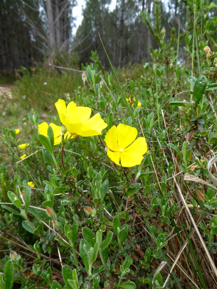 Cistus lasianthus subsp. alyssoides (Lam.) Demoly, 2006