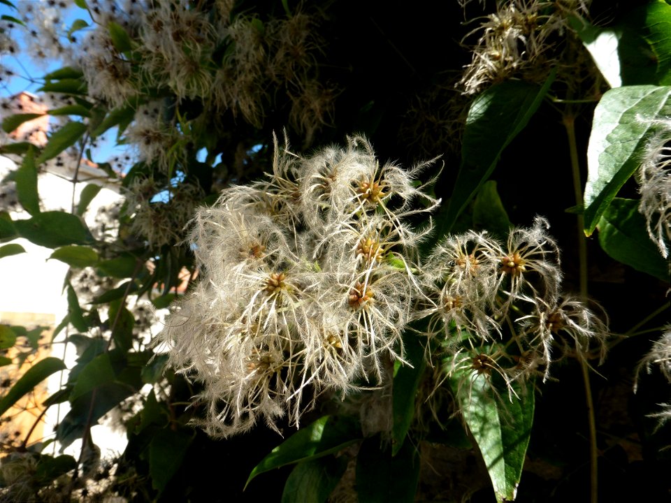 Clematis vitalba L., 1753