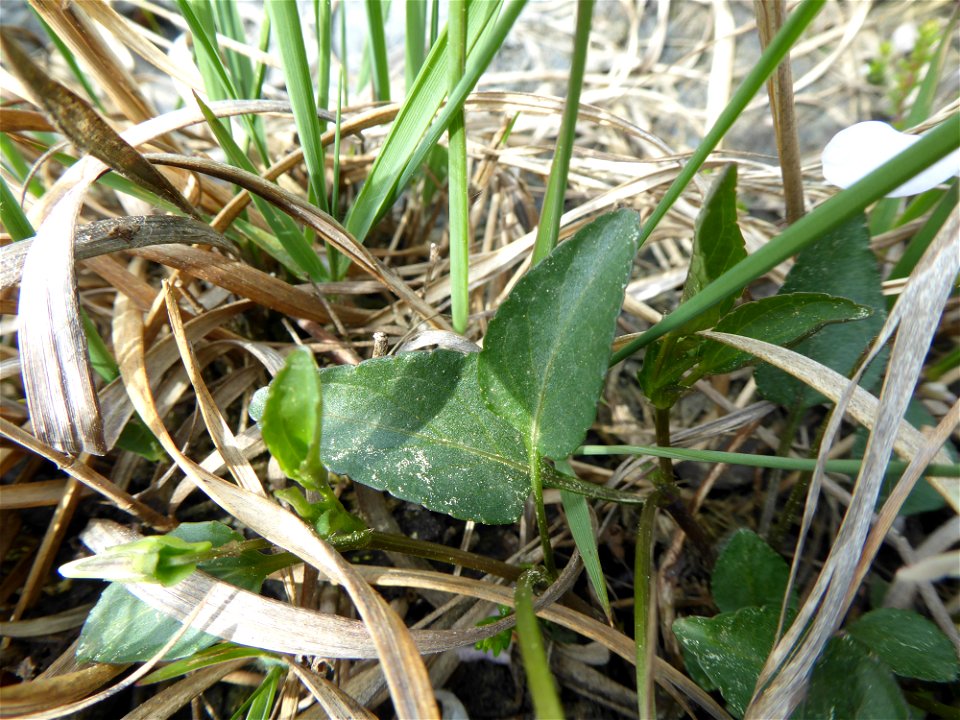 Viola lactea Sm., 1798