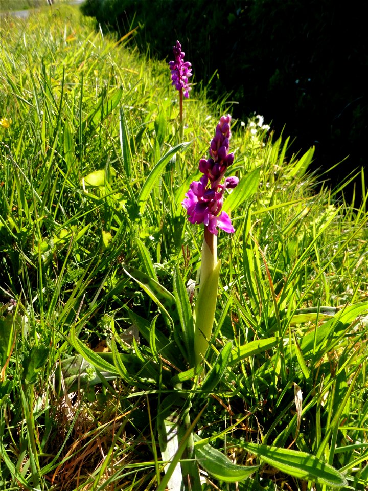 Orchis mascula (L.) L., 1755