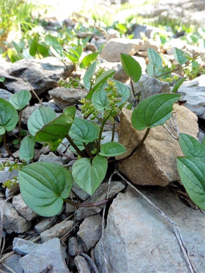 Dioscorea pyrenaica Bubani & Bordère ex Gren., 1866