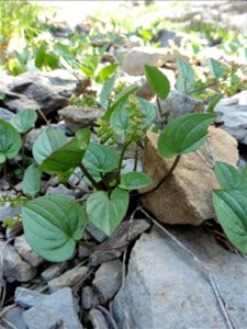Dioscorea pyrenaica Bubani & Bordère ex Gren., 1866