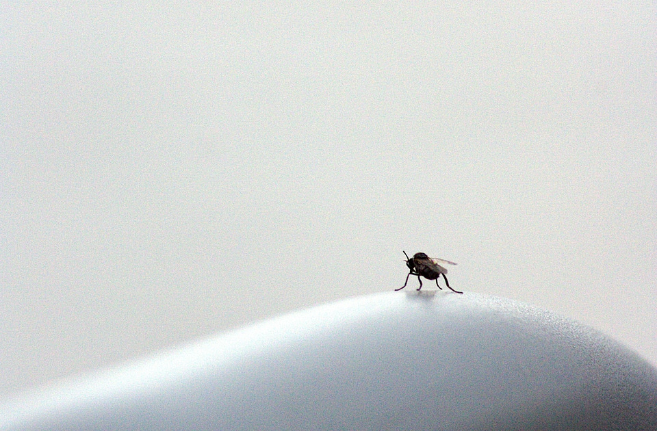 fly isolated on a white
