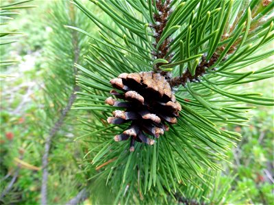 Pinus mugo subsp. uncinata (Ramond ex DC.) Domin, 1936