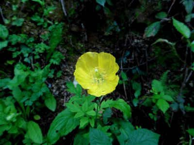 Papaver cambricum L., 1753