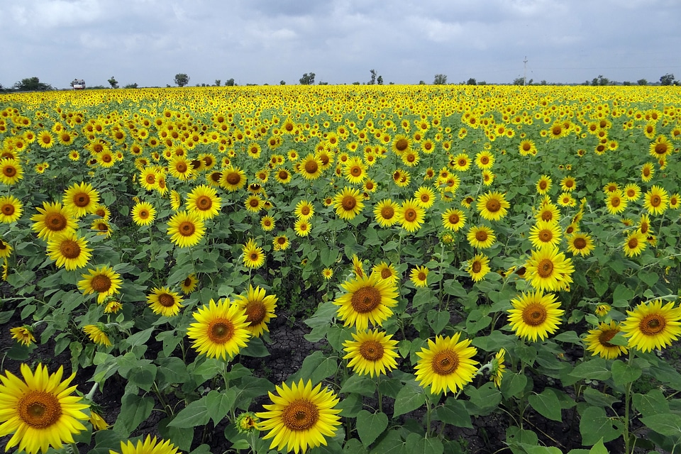 India floral plants