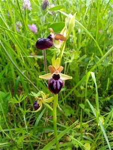 Ophrys passionis Sennen, 1926
