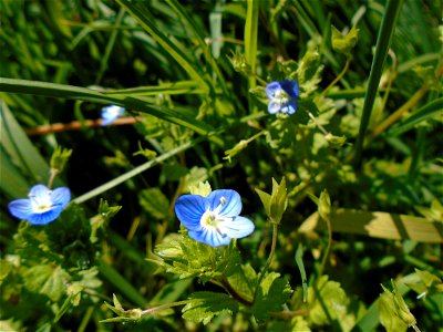 Veronica persica Poir., 1808